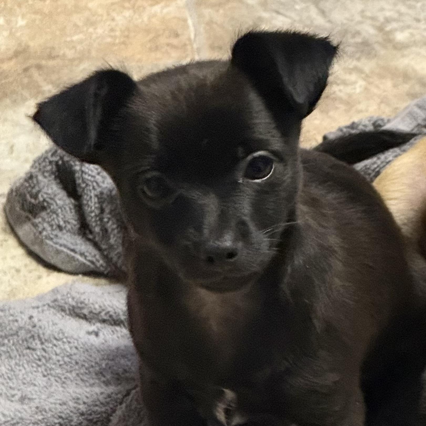 Enlarge Astro, an adopted mixed breed in Pleasanton, CA image 3/5