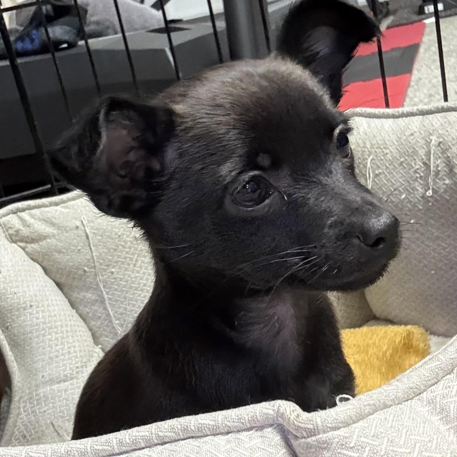 Astro, adopted, Puppy Male Chihuahua & Terrier.