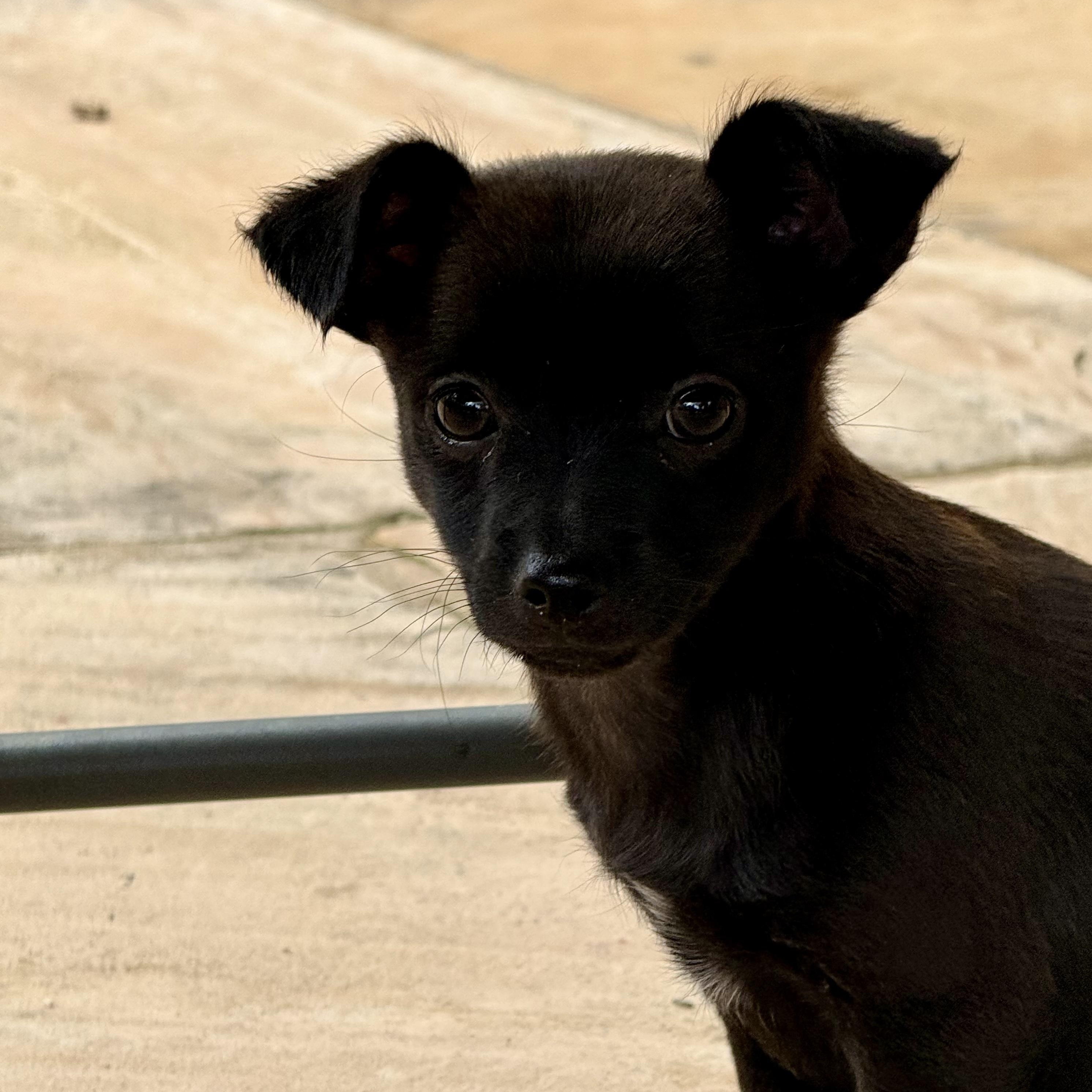 Enlarge Astro, an adopted mixed breed in Pleasanton, CA image 2/5