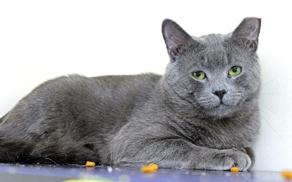Enlarge Munchkin and Hashbrown, a ADOPTABLE Domestic Short Hair in Mansfield, MA image 3/3