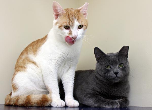 Munchkin and Hashbrown, ADOPTABLE, Adult Male Domestic Short Hair.