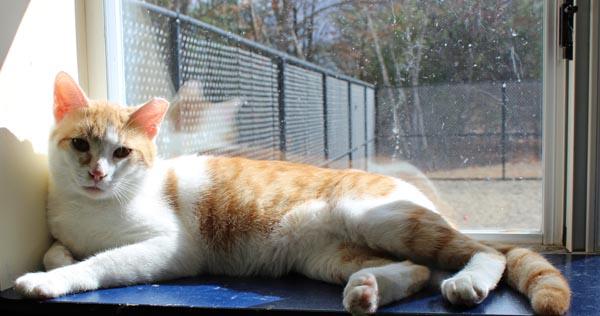 Enlarge Munchkin and Hashbrown, a ADOPTABLE Domestic Short Hair in Mansfield, MA image 2/3