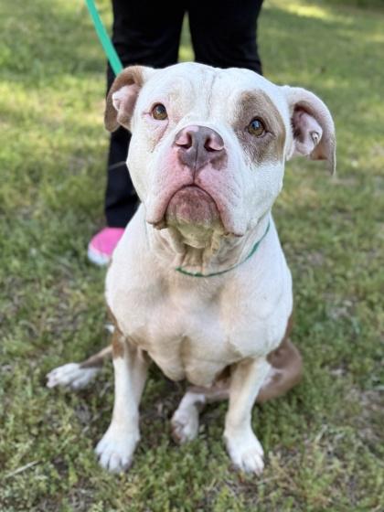 Enlarge Brooklyn, a Adoptable mixed breed in King William, VA image 1/3