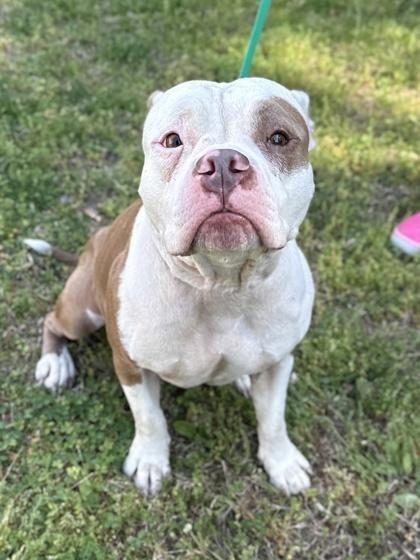 Enlarge Brooklyn, a Adoptable mixed breed in King William, VA image 2/3