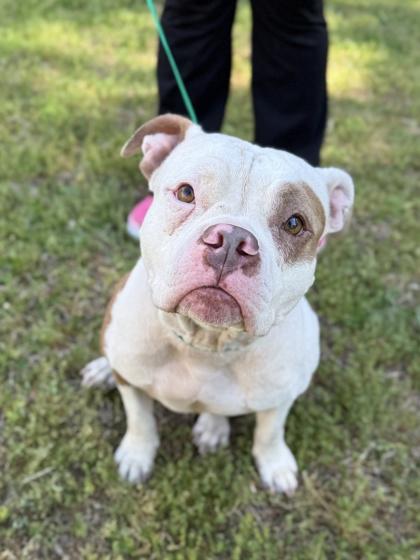 Enlarge Brooklyn, a Adoptable mixed breed in King William, VA image 3/3