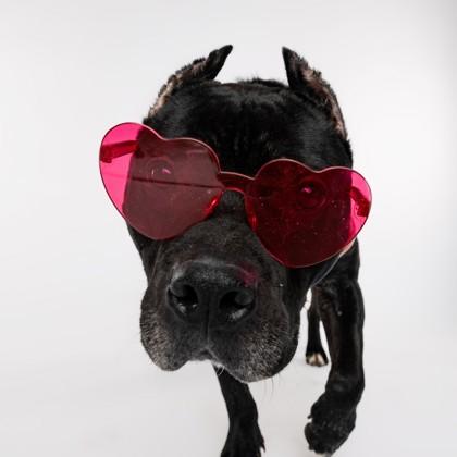 Malfoy, Adoptable, Adult Male Fox Terrier & Mixed Breed.