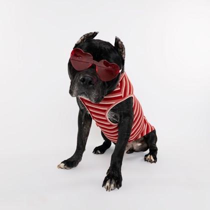 Almond Joy, Adoptable, Adult Male Fox Terrier & Mixed Breed.