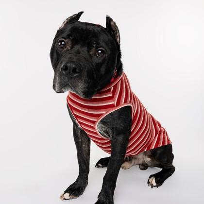 Enlarge Almond Joy, a Adoptable mixed breed in Westland, MI image 2/3