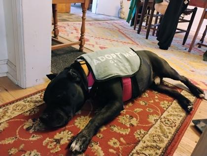 Enlarge Almond Joy, a Adoptable mixed breed in Westland, MI image 3/3