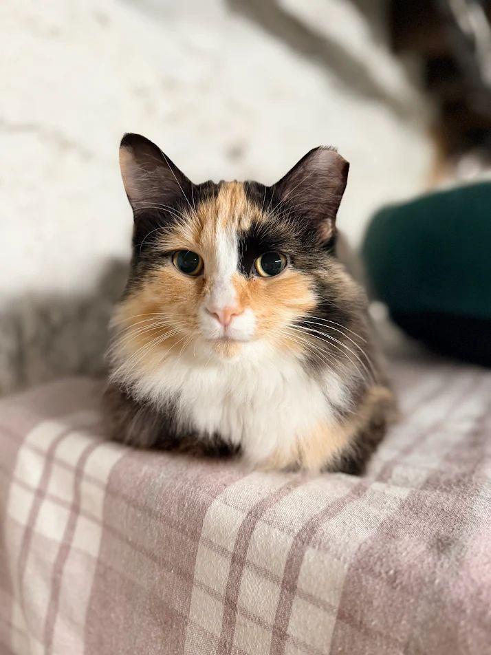 Cathy, Adoptable, Young Female Domestic Short Hair & Calico.