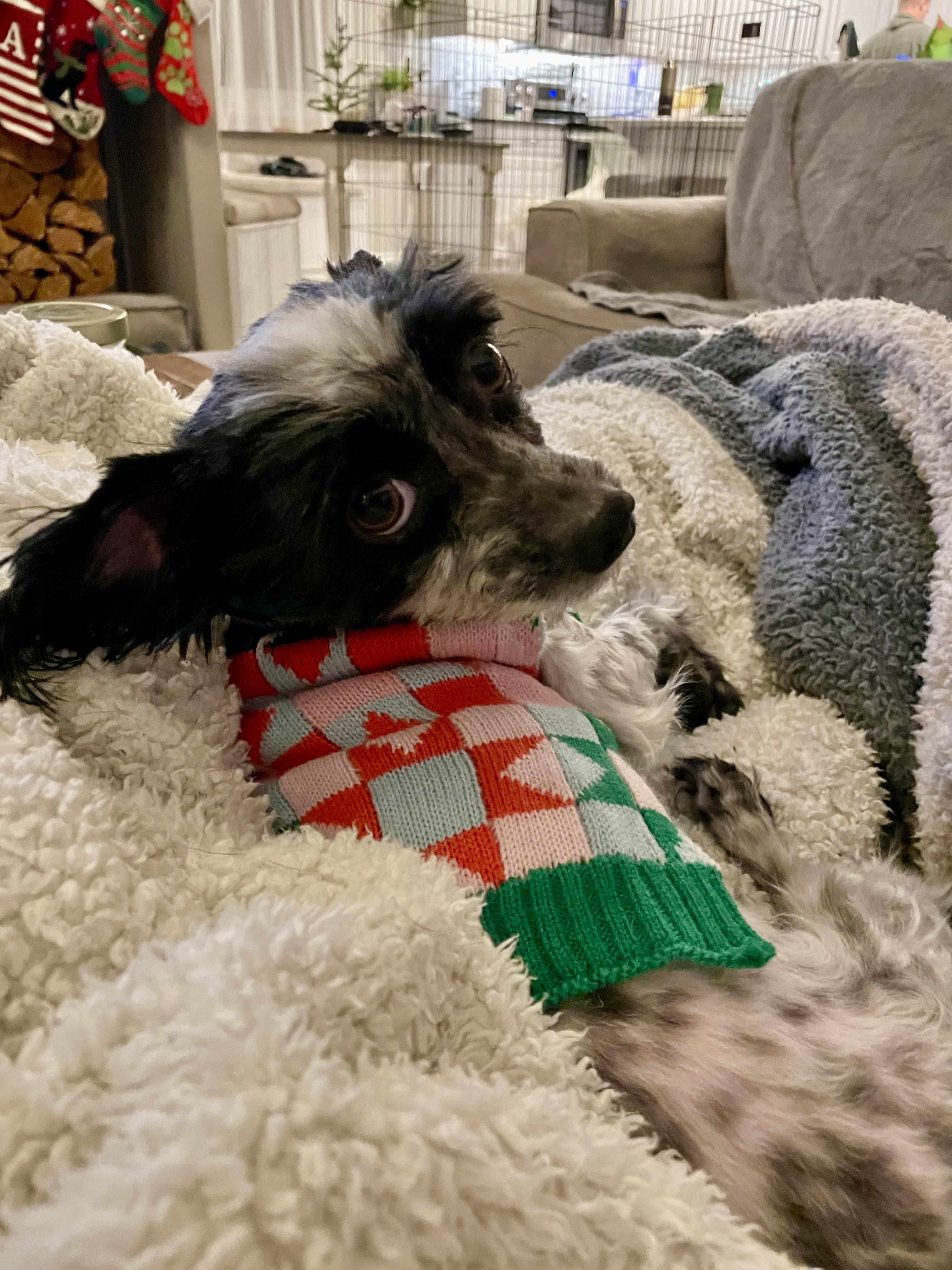 Arnold, Adoptable, Young Male Maltese & Mixed Breed.