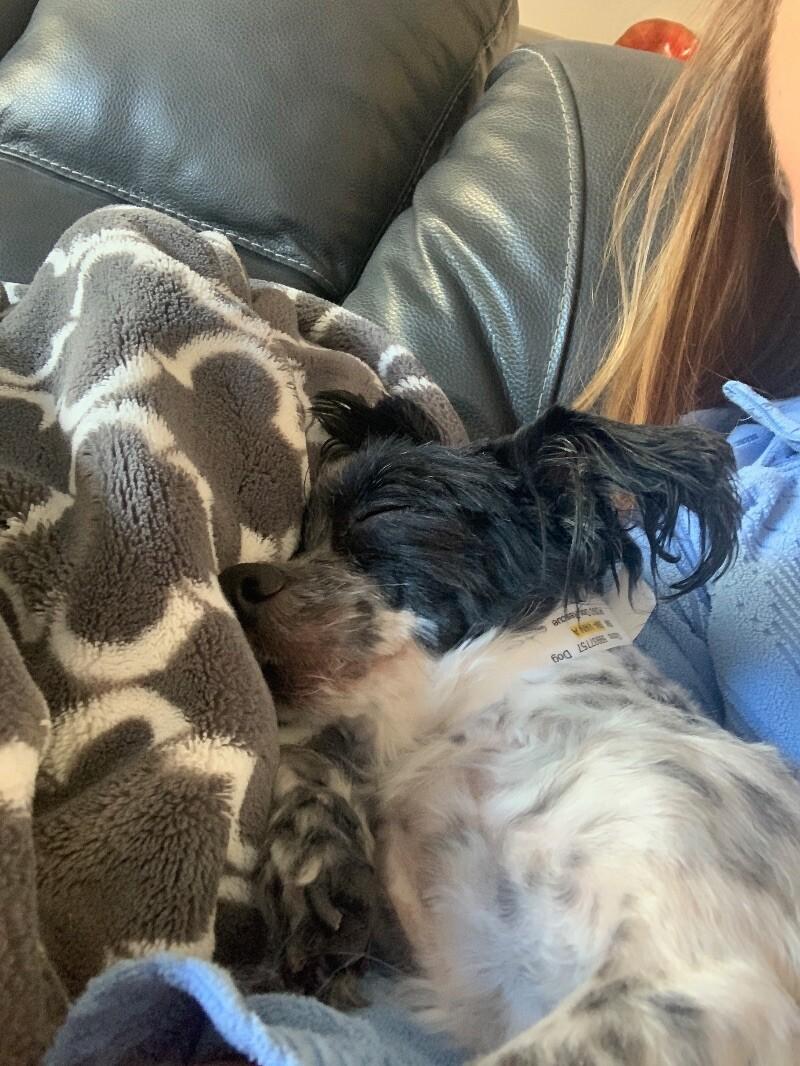 Arnold, Adoptable, Young Male Maltese & Mixed Breed.