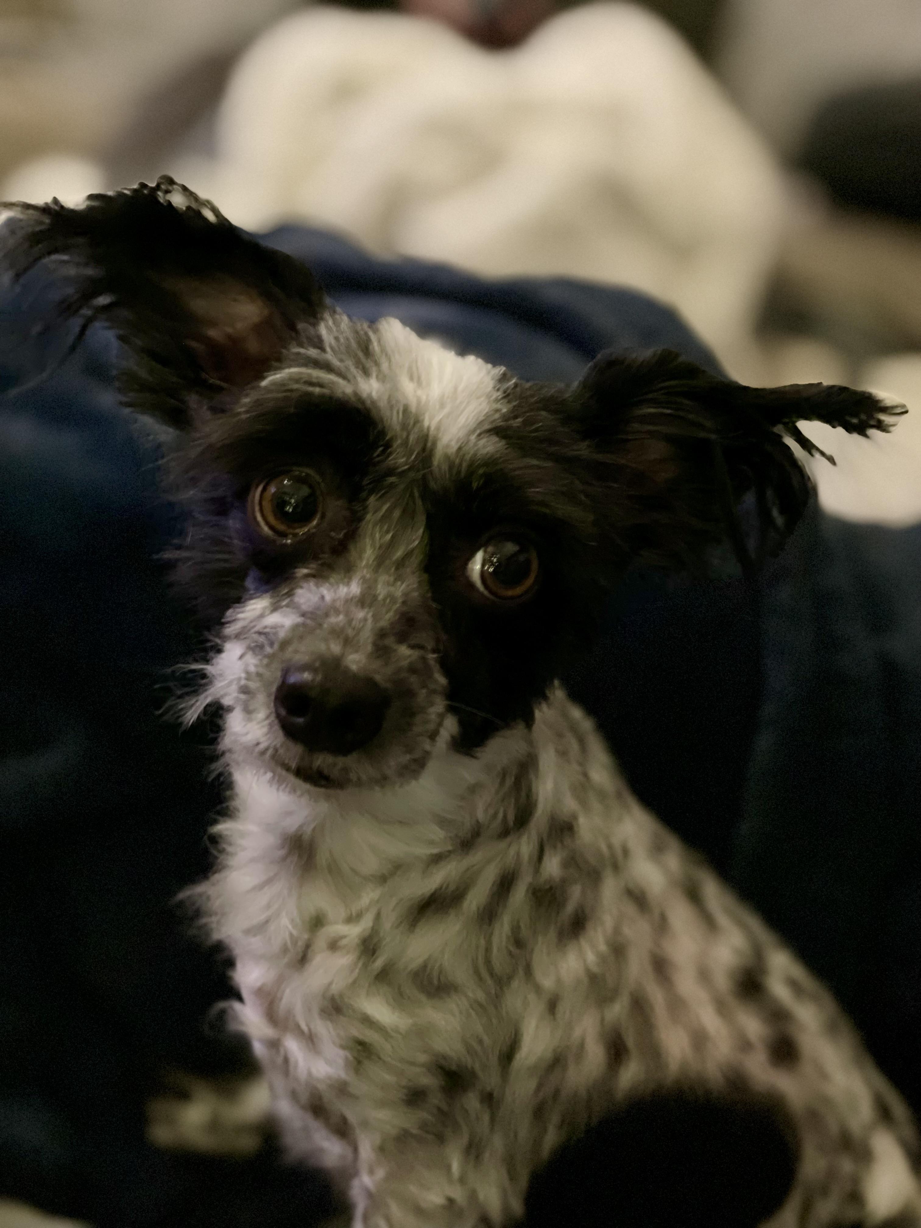 Enlarge Arnold, a Adoptable mixed breed in Boulder, CO image 3/6