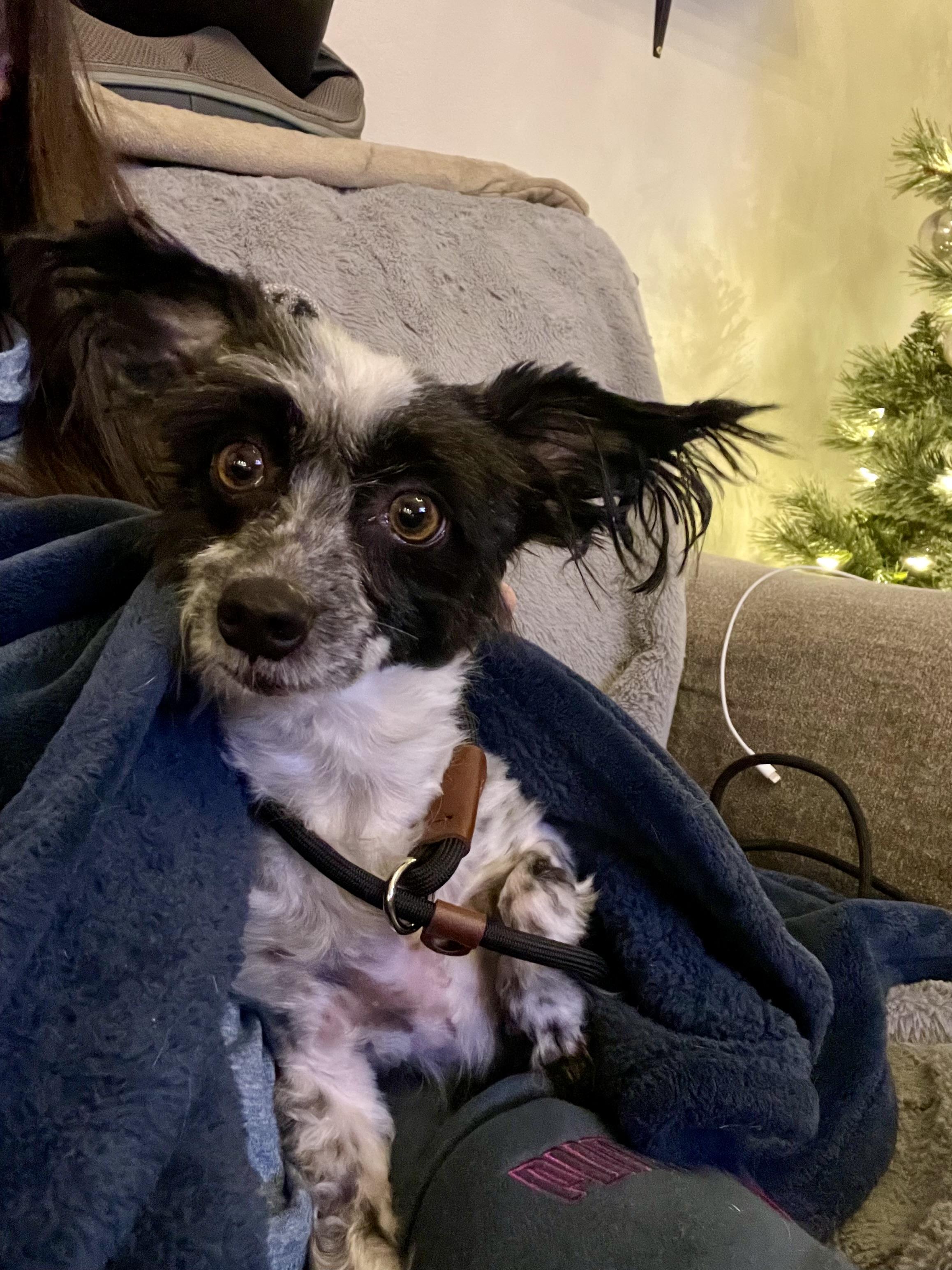 Arnold, a Adoptable mixed breed in Boulder, CO image 2/4