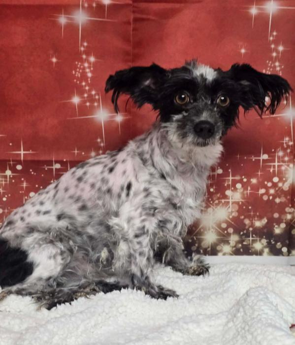 Arnold, a Adoptable mixed breed in Boulder, CO image 3/4