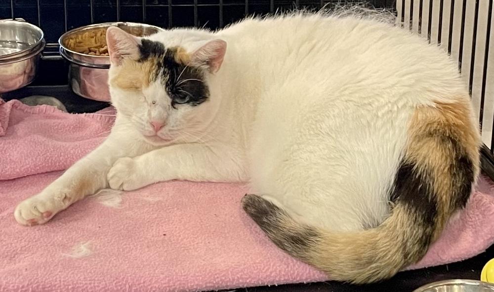 Enlarge SR Daisy Mae, a Adoptable mixed breed in Southbury, CT image 1/6
