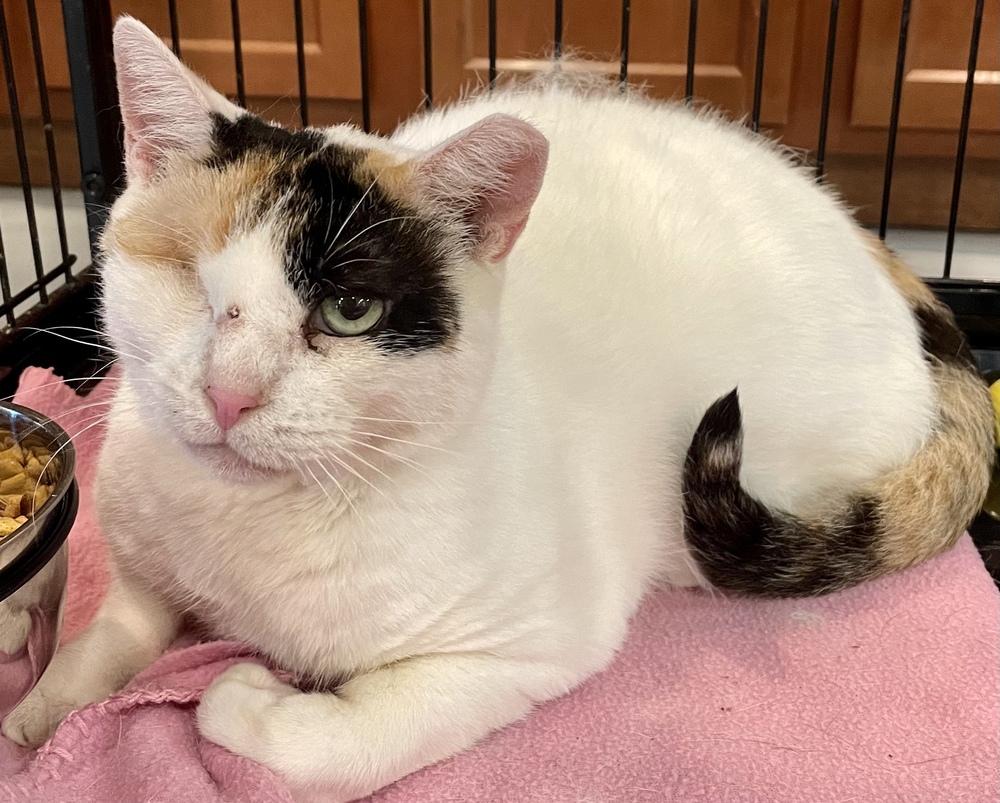 Enlarge SR Daisy Mae, a Adoptable mixed breed in Southbury, CT image 3/6