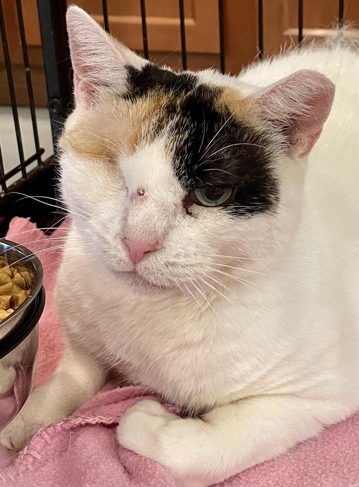 Enlarge SR Daisy Mae, a Adoptable mixed breed in Southbury, CT image 4/6