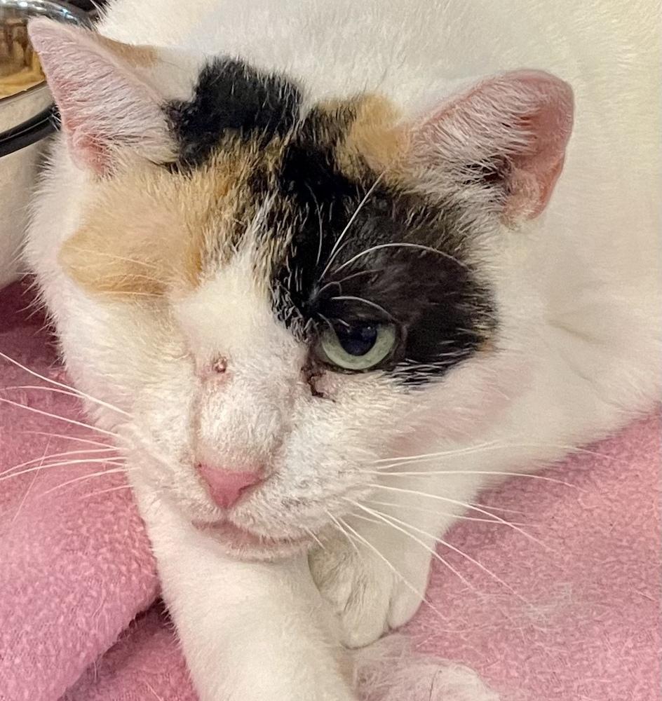 Enlarge SR Daisy Mae, a Adoptable mixed breed in Southbury, CT image 6/6