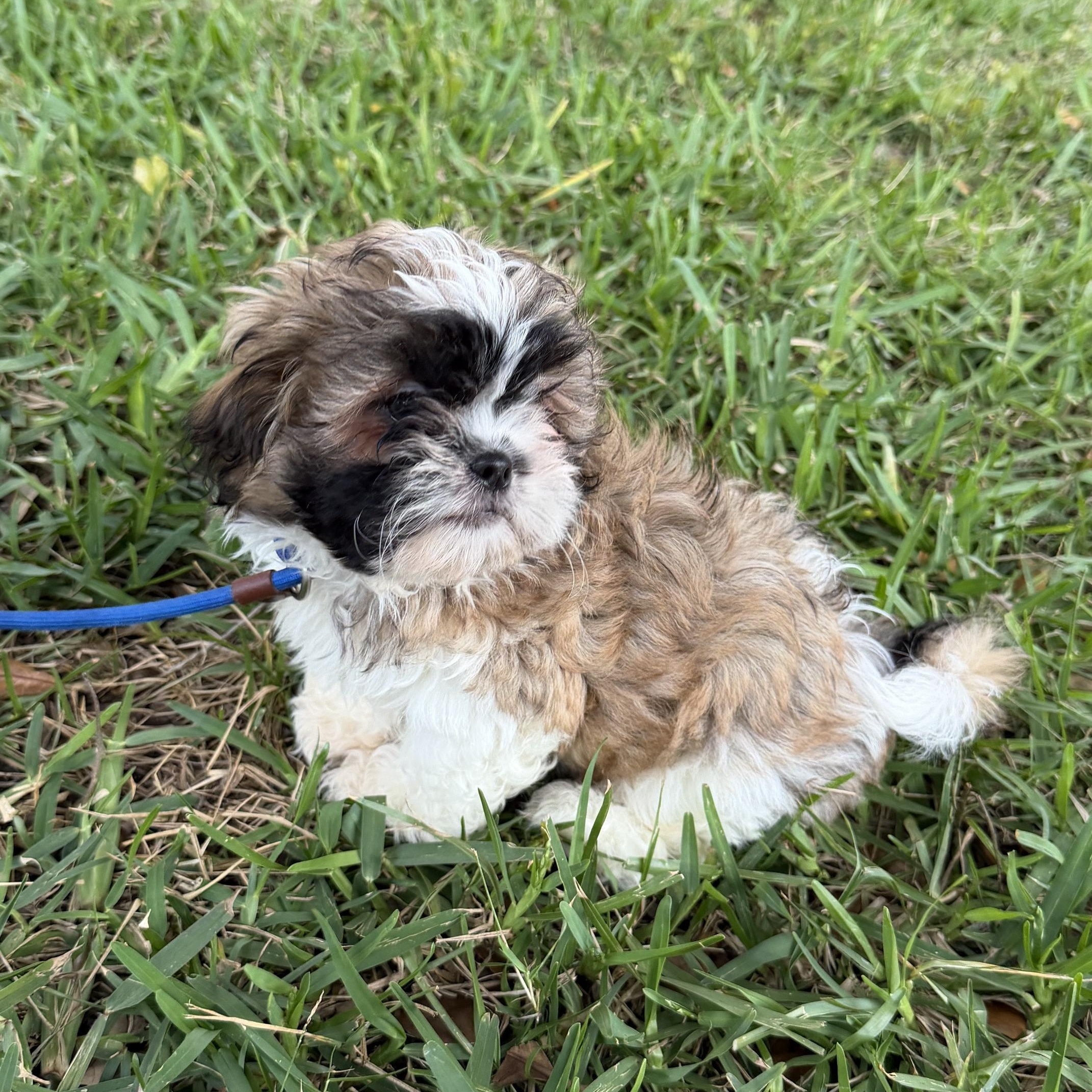 Ziggy, an adopted Shih Tzu in Orlando, FL image 6/6