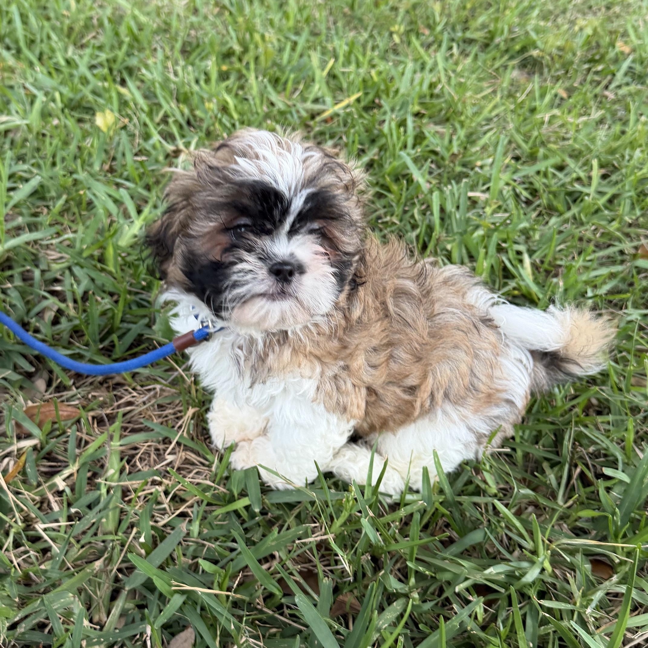 Ziggy, an adopted Shih Tzu in Orlando, FL image 4/6