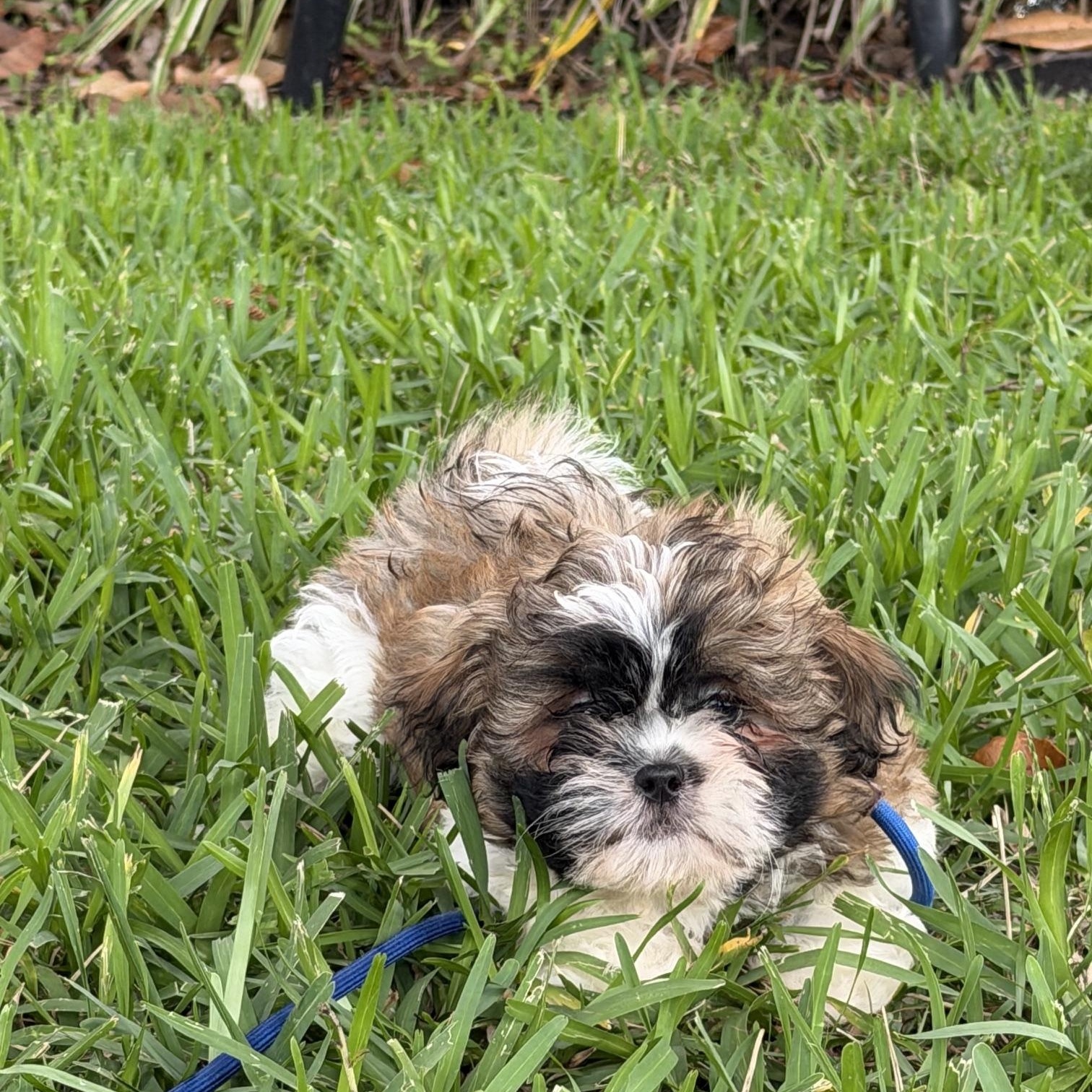 Ziggy, an adopted Shih Tzu in Orlando, FL image 3/6