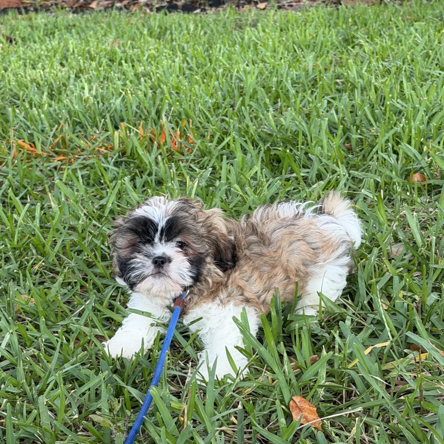 Ziggy, an adopted Shih Tzu in Orlando, FL image 2/6