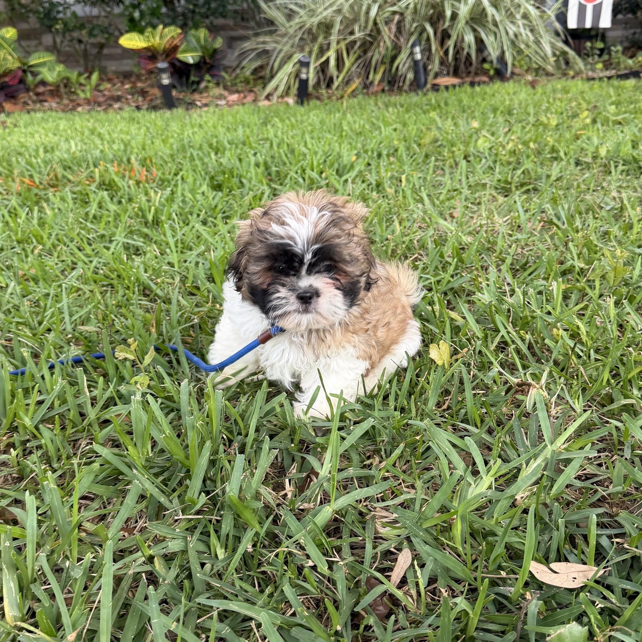 Ziggy, an adopted Shih Tzu in Orlando, FL image 5/6