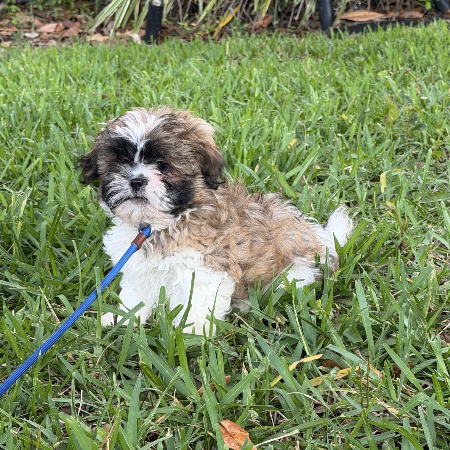 Ziggy, adopted, Young Male Shih Tzu.