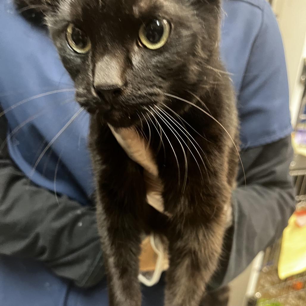 Frodo, Adoptable, Young Male Domestic Short Hair.