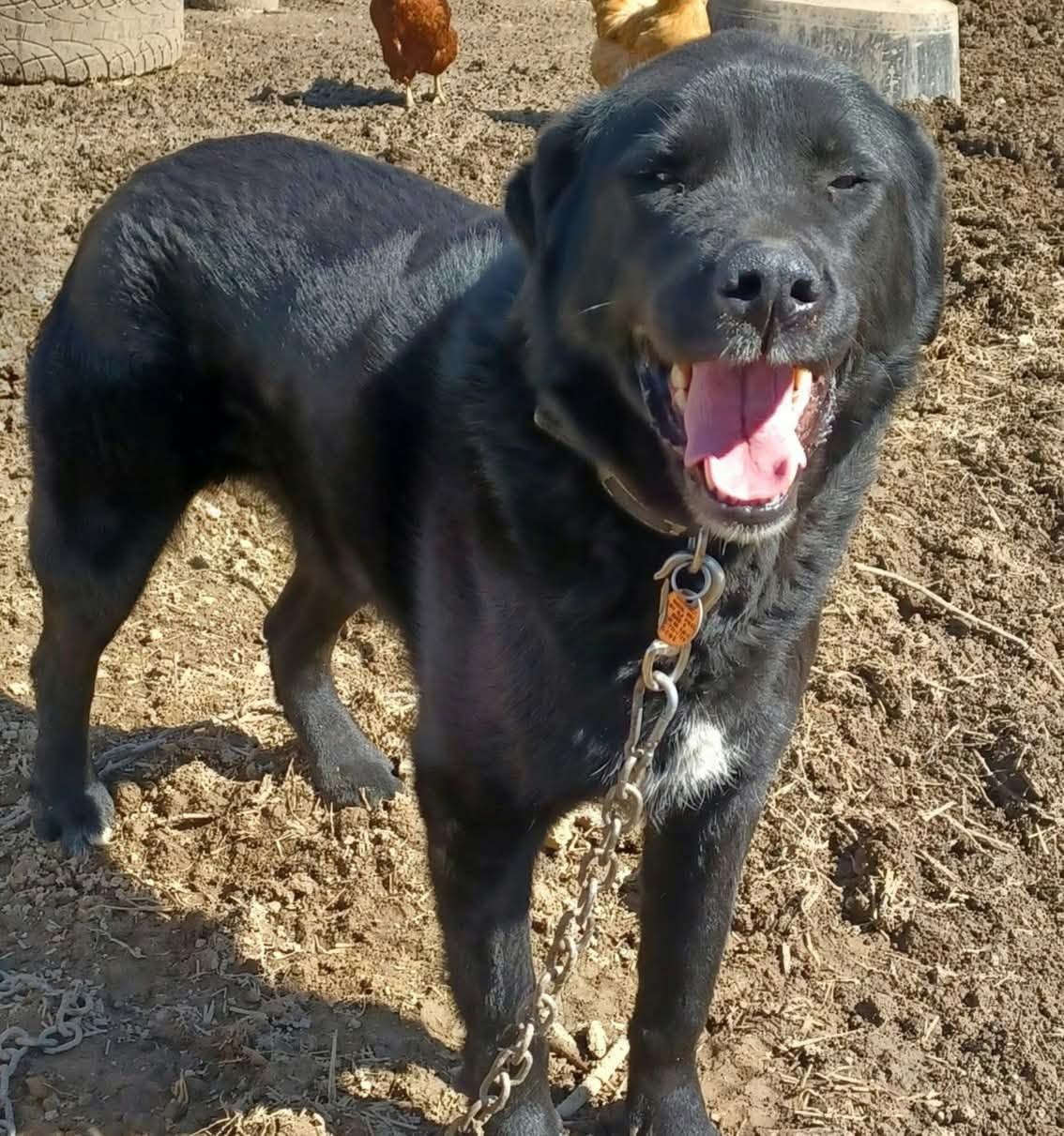 Enlarge Lucy, a Adoptable mixed breed in Independence, OH image 1/2