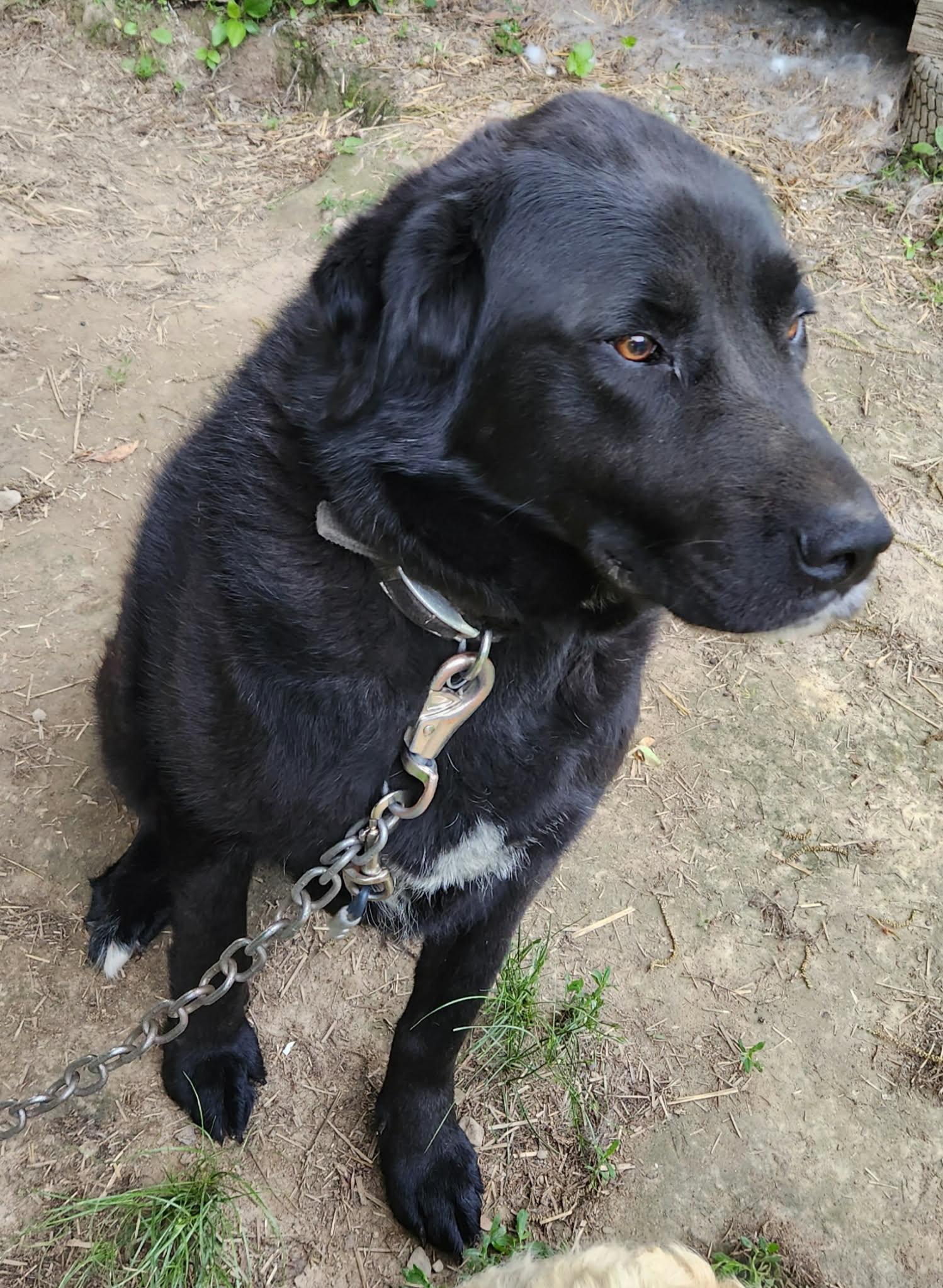 Enlarge Lucy, a Adoptable mixed breed in Independence, OH image 2/2