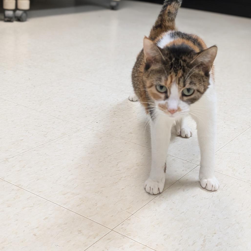 Autumn, Adoptable, Adult Female Domestic Short Hair.