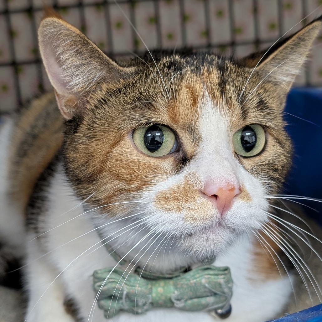Autumn, Adoptable, Adult Female Domestic Short Hair.