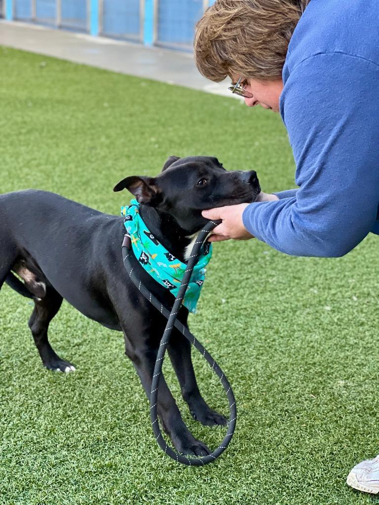 Lil Fella, a Adoptable mixed breed in Hartsville, SC image 3/6