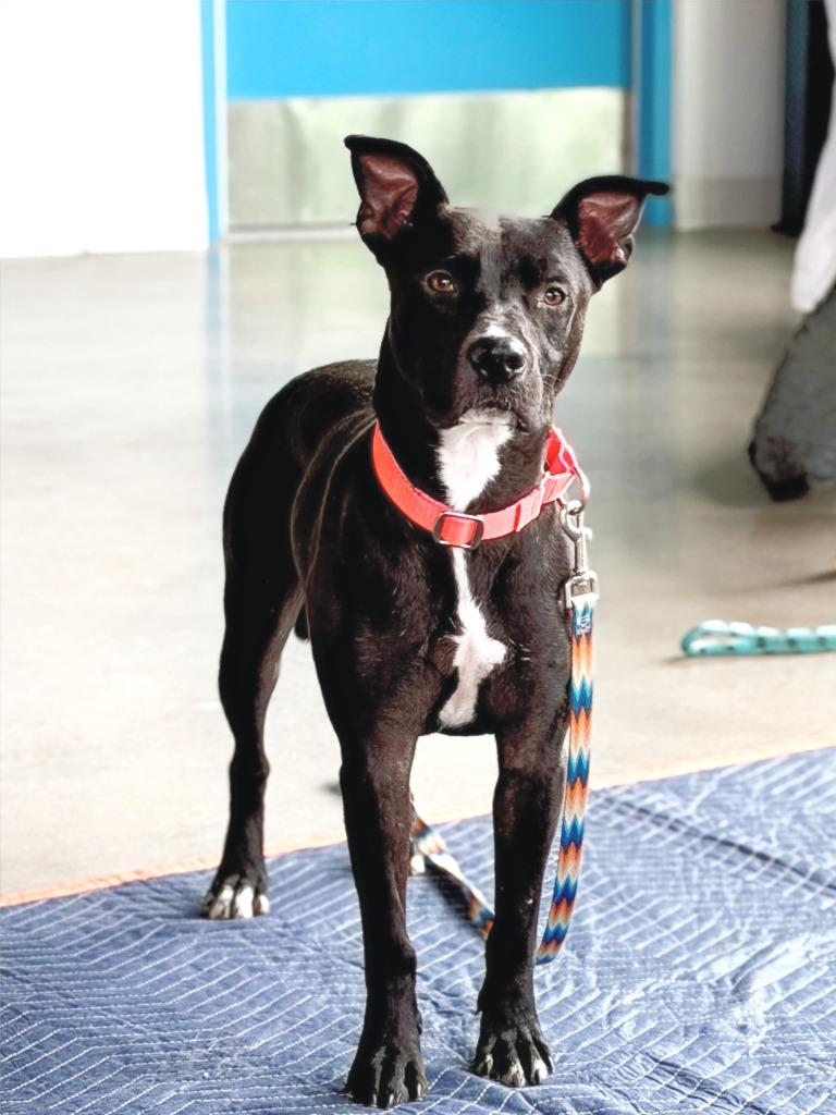 Lil Fella, Adoptable, Young Male Labrador Retriever & Boxer.