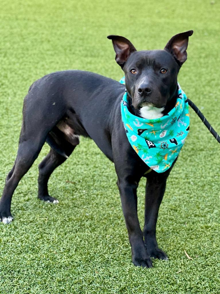 Lil Fella, a Adoptable mixed breed in Hartsville, SC image 5/6