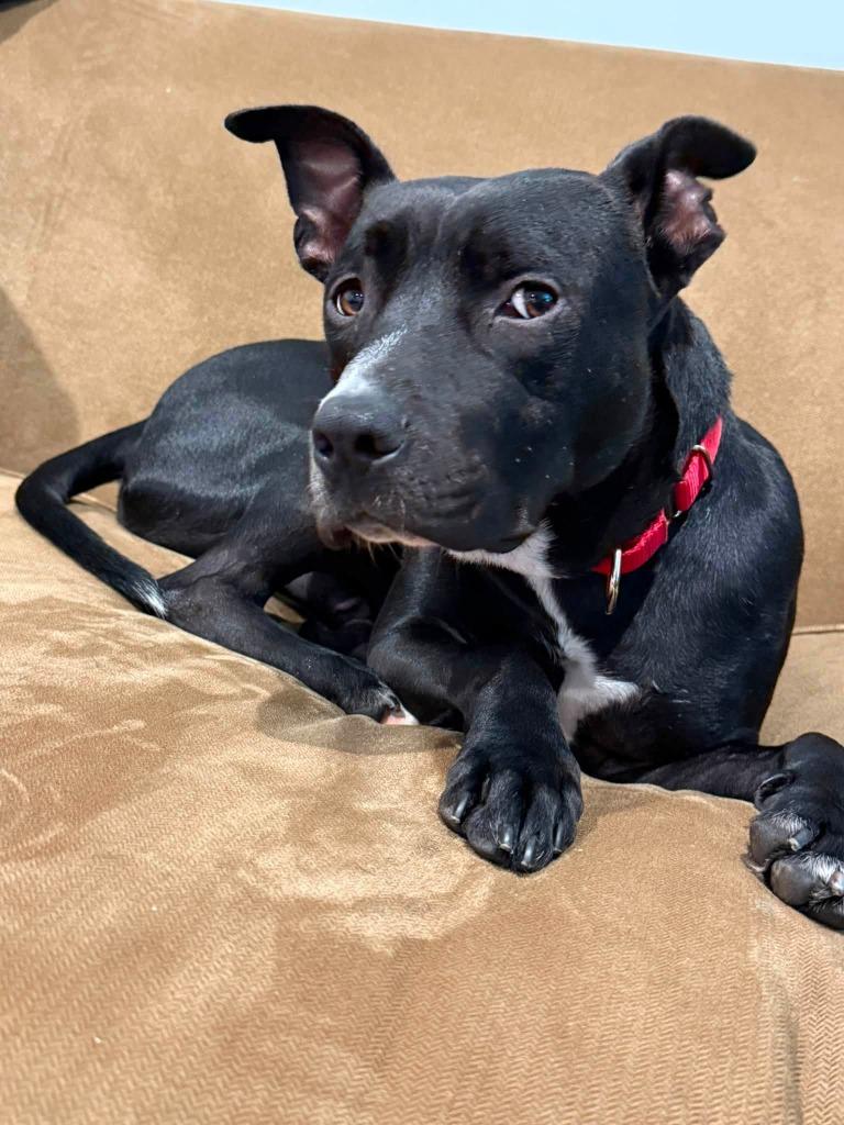 Enlarge Lil Fella, a Adoptable mixed breed in Hartsville, SC image 3/4