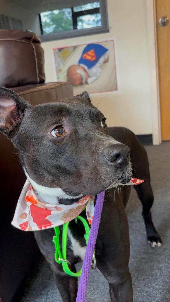 Lil Fella, a Adoptable mixed breed in Hartsville, SC image 6/6