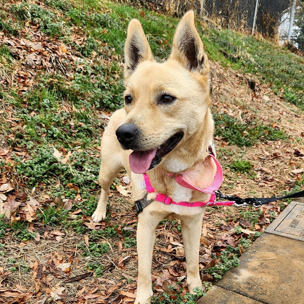 Maize, Adoptable, Adult Female Norwegian Elkhound & Mixed Breed.