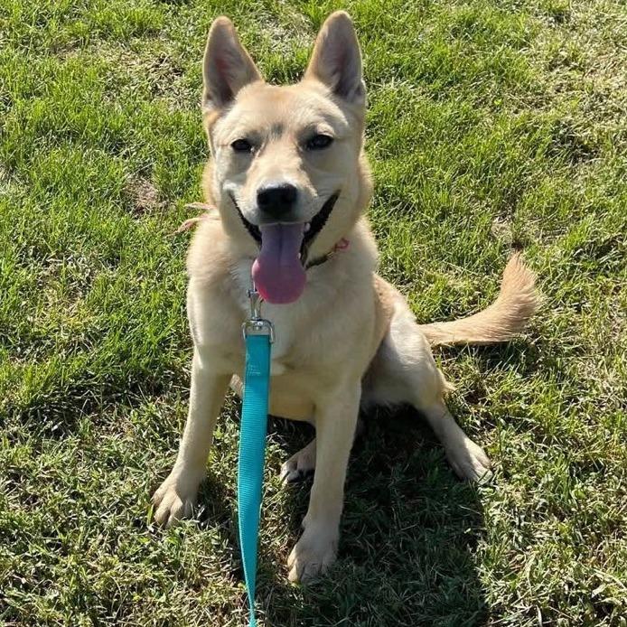 Enlarge Maize, a Adoptable mixed breed in Falls Church, VA image 2/6