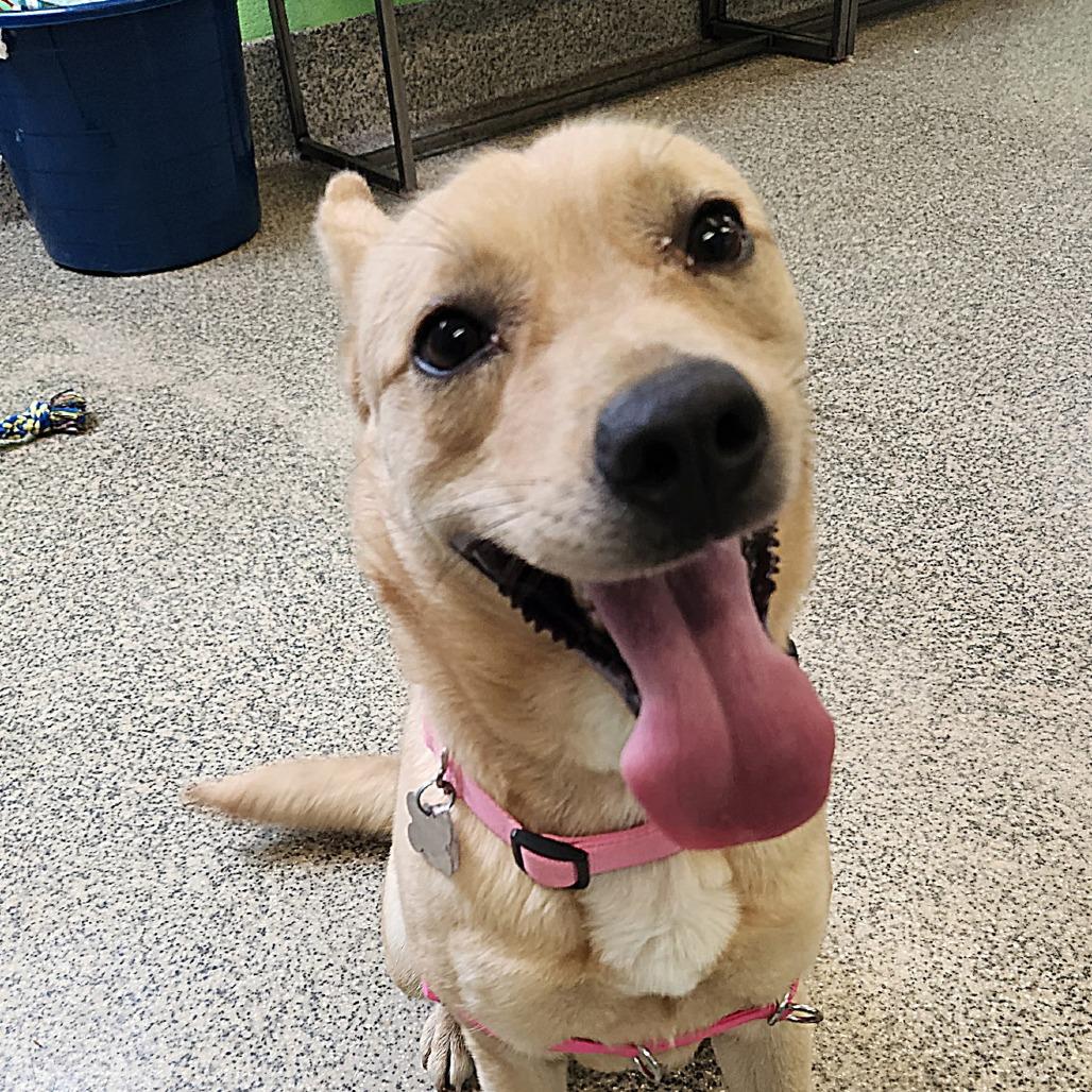 Enlarge Maize, a Adoptable mixed breed in Falls Church, VA image 3/6