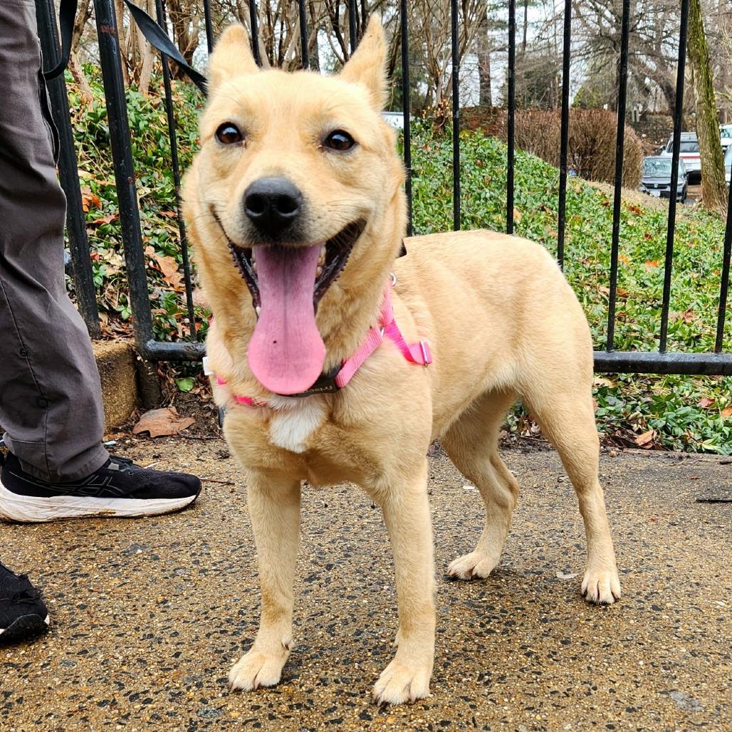 Enlarge Maize, a Adoptable mixed breed in Falls Church, VA image 4/6