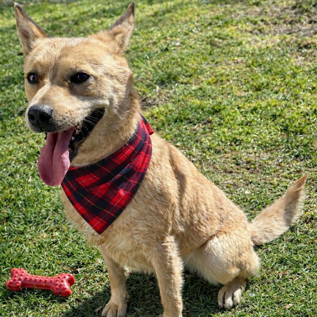 Enlarge Maize, a Adoptable mixed breed in Falls Church, VA image 5/6