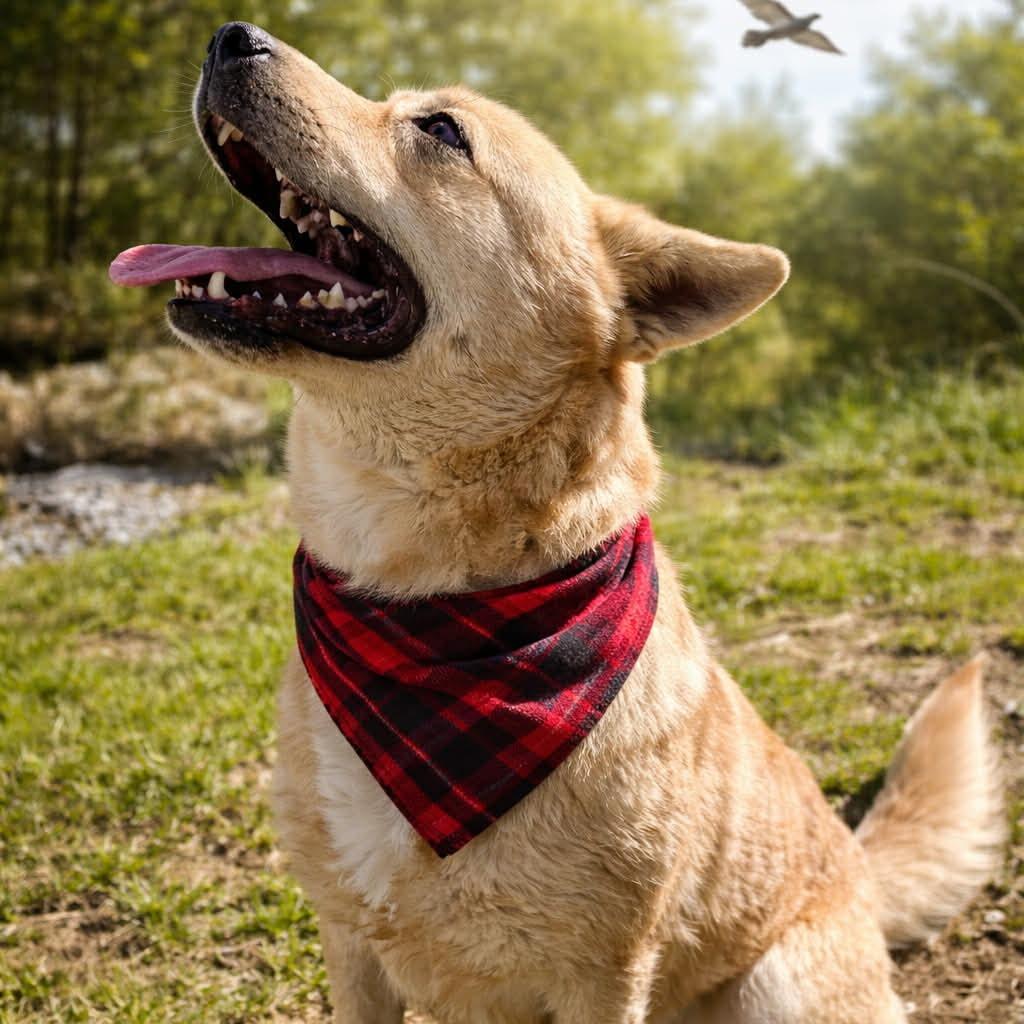 Enlarge Maize, a Adoptable mixed breed in Falls Church, VA image 6/6