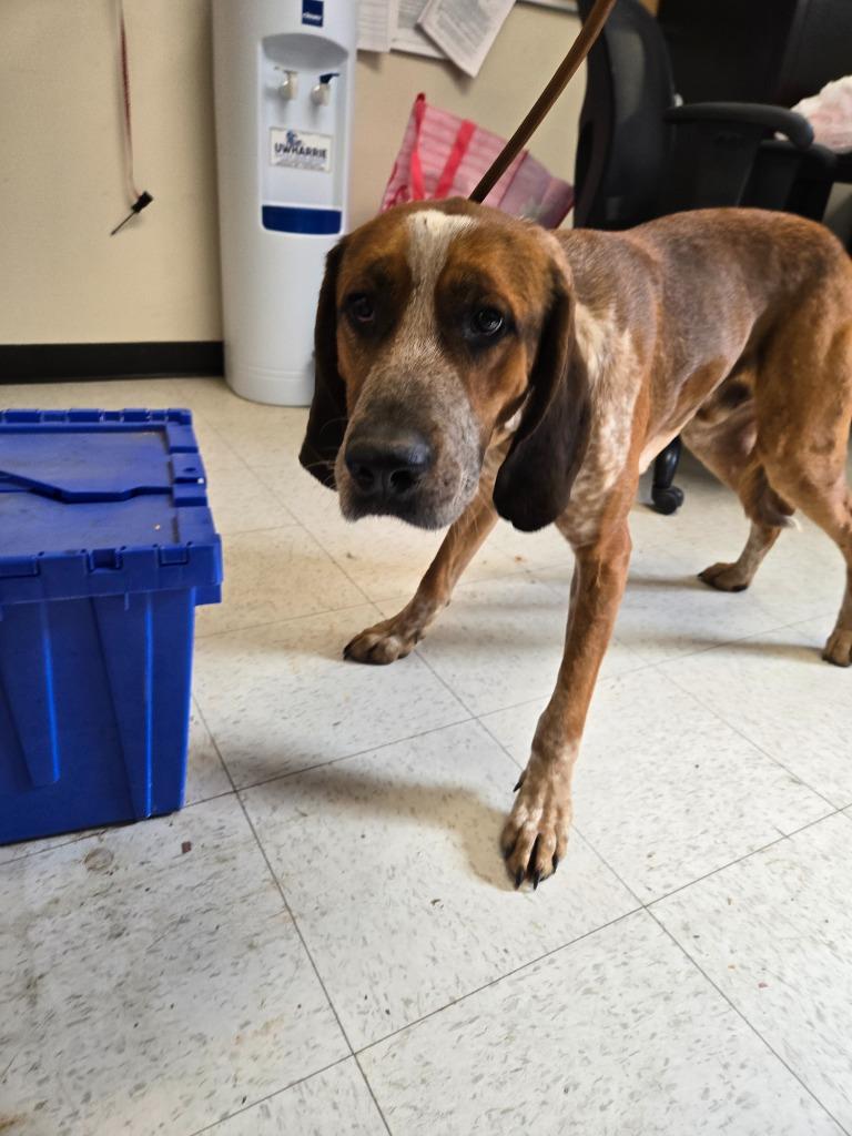 Enlarge Red, a Adoptable mixed breed in Mount Gilead, NC image 1/2