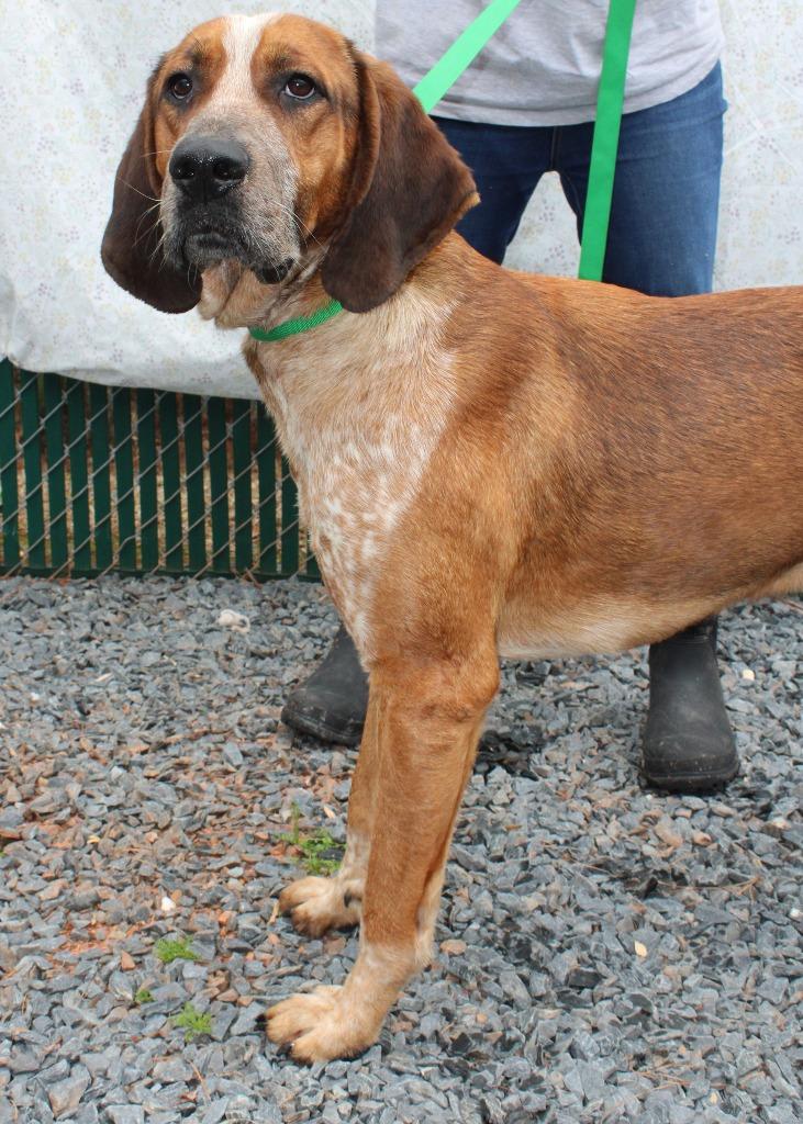Enlarge Red, a Adoptable mixed breed in Mount Gilead, NC image 2/2