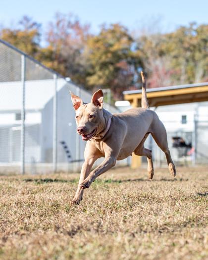 Enlarge Gia, a Adoptable Mixed Breed in West Chester, PA image 2/3