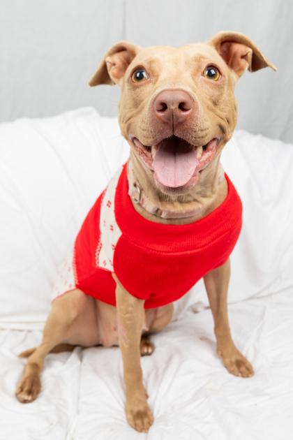 Enlarge Gia, a Adoptable Mixed Breed in West Chester, PA image 3/3