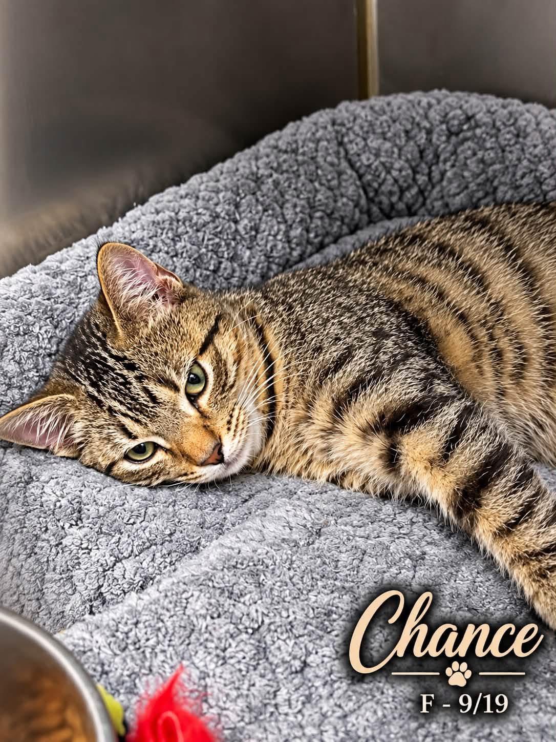Chance, Adoptable, Young Male Domestic Short Hair.